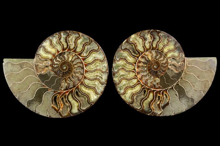 Agatized Ammonite Fossil - Madagascar #145220
